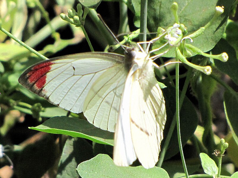 File:Scarlet Tip, Africa.jpg