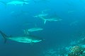 Image 15School of scalloped hammerheads off Wolf Island (from Galápagos Islands)