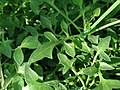 Leaves in a shrub setting