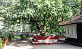 The Temple in Kerala Style with the Bunyan Tree