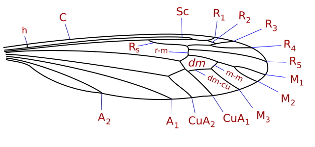 File:Tipulidae wing veins-1.svg