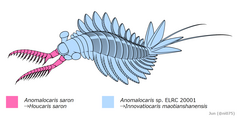 Устаревшая химерная реконструкция «Anomalocaris saron», созданная на основе туловища I. maotianshanensis и переднего придатка Houcaris saron