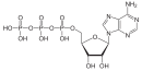 ATP in its protonated form is an anhydride derived from phosphoric acid.