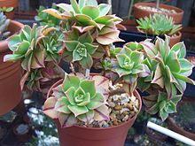 Aeonium leucoblepharum