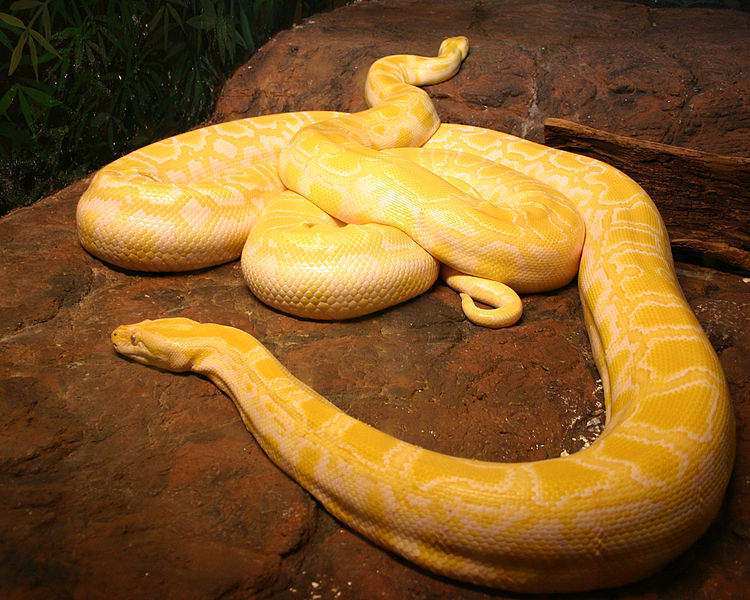 File:Albino burmese pythons.jpg