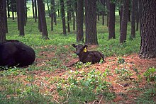 Angus cattle 8.jpg