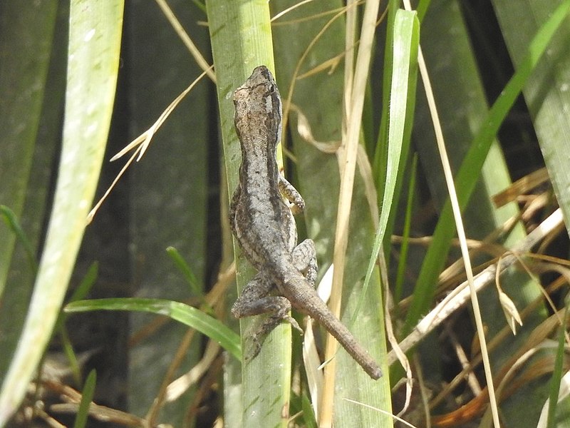 File:Anolis carlliebi.jpg