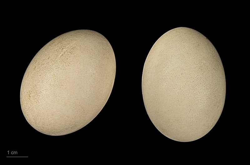 File:Aythya nyroca MHNT.ZOO.2010.11.20.5.jpg