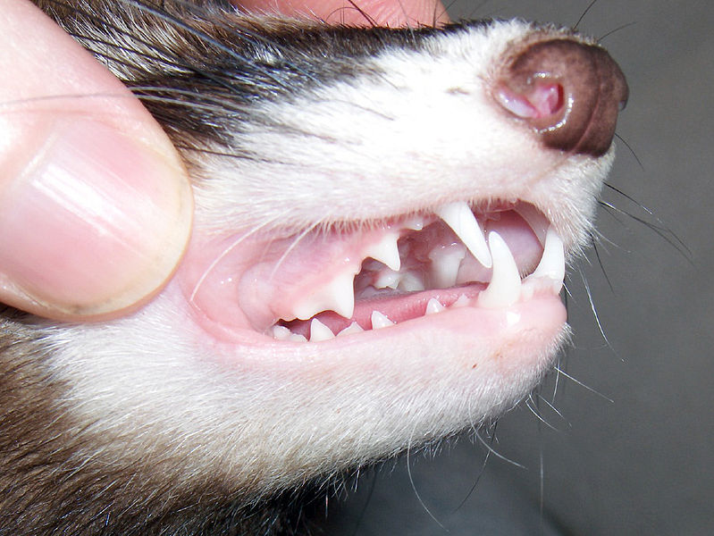 File:Buffy teeth.jpg