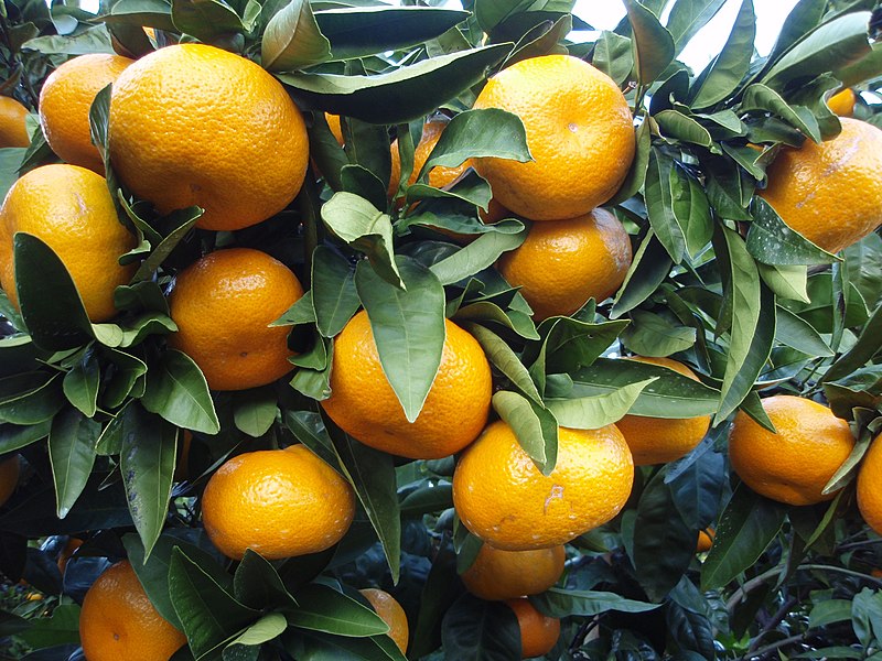 Archivo:Citrus unshiu 20101127 c.jpg