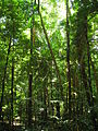 Image 14The Daintree Rainforest (from Tree)