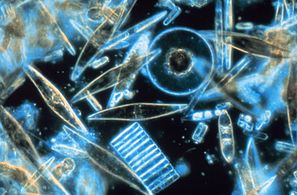 Diatoms are one of the most common types of phytoplankton