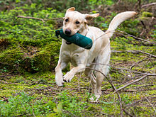 a white lab playing fetch in the forest