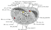 Thumbnail for Extensor digitorum muscle