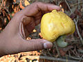 Harvested Cashew ready to be processed- Goa India