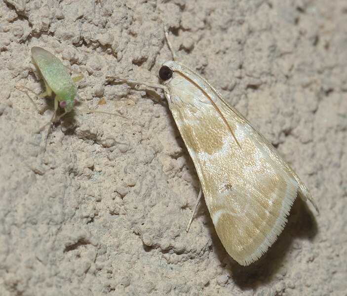 File:Hellula rogatalis P1090515a.jpg