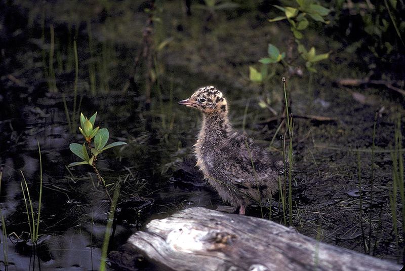 Файл:Larus philadelphia2.jpg