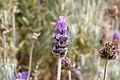 Lavender flower