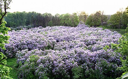 Lilac Grove. The former estate of Prince Kochubey. Laid down in the early 19th century