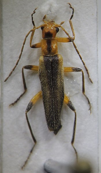 File:Lycocerus yitingi.jpg