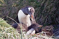 Gentoo Penguin