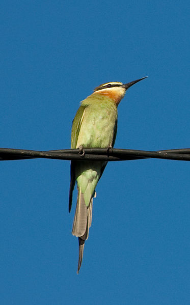 Archivo:Madagascar bee eater.jpg