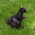 Moulting black squirrel in Toronto, Canada