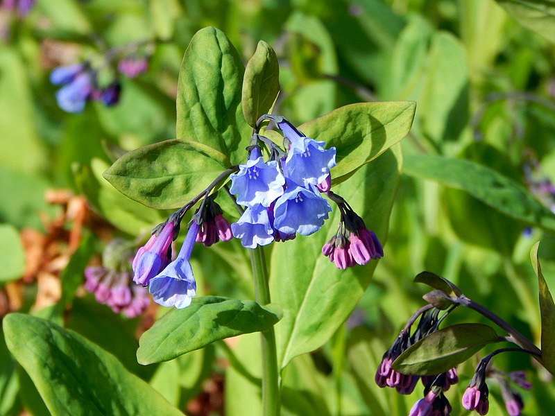 File:Mertensia virginica.bbg.jpg