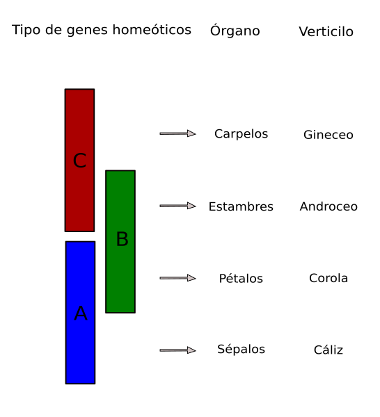 File:Modelo abc.svg