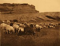 Navajo Flocks, c. 1904[40]