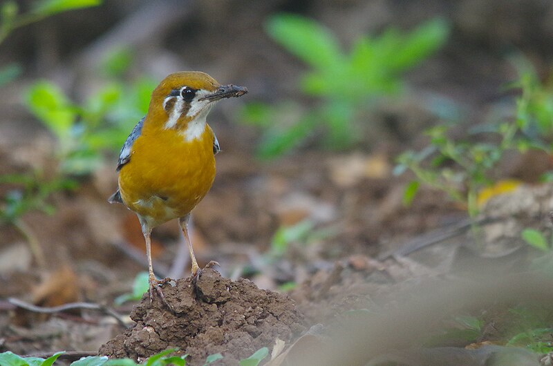 File:Orange-headed Thrush. Mumbai.jpg