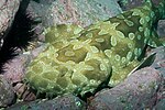 Thumbnail for Spotted wobbegong