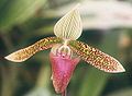 苏氏兜兰 Paphiopedilum sukhakulii