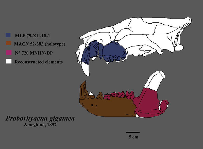 Archivo:Proborhyaena skull.jpg