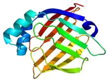 Protein FABP3 PDB 1g5w.png