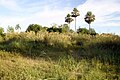 Sabana: Formación típica del Chaco oriental, con predominio de vegetación herbácea alta alternada con bosques y arbustales o palmares (palmera Carandaí - Copernicia alba). Tiene un ciclo estacional de anegamiento por lluvias de comienzos y fines del verano y otro seco por descenso de las lluvias en invierno, cuando da paso a incendios, que actúan como selectores de especies vegetales.