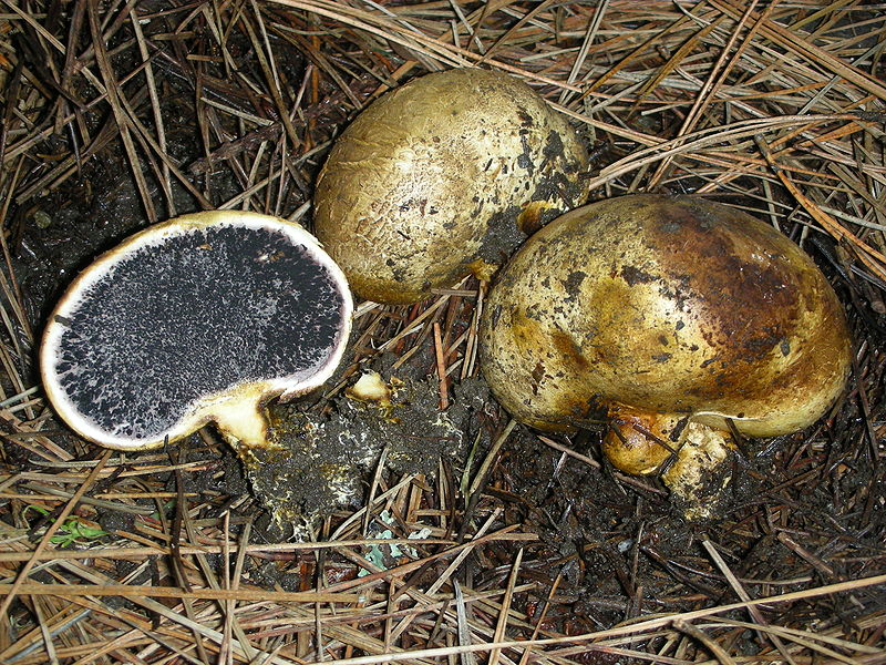 File:Scleroderma cepa.jpg