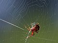 A spider in the middle of its spiral orb web