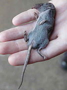 Gray shrew