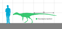 Tanycolagreus Scale.svg