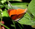 Yamfly (Loxura atymnus) Butterfly Upper Side View Taken in Tripura