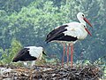 White Stork family