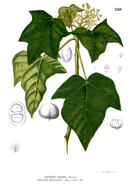 Archivo:Aleurites moluccanus Blanco1.220.png