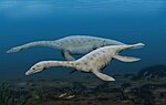 Augustasaurus