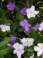 Brunfelsia uniflora : mid-shot of plant in flower.