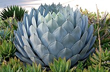 California Cabbage Agave.jpg