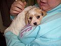 Mixed-breed dog ("Cavachon")