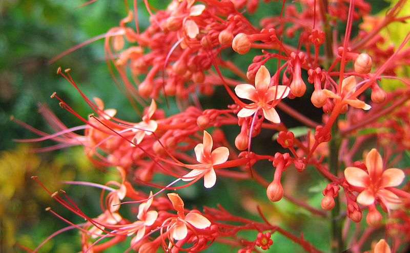 File:Clerodendrum paniculatum closeup.jpg