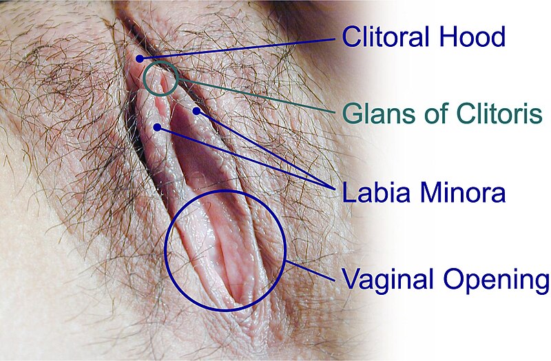 File:Clitoris-Vivero-Becker.jpg