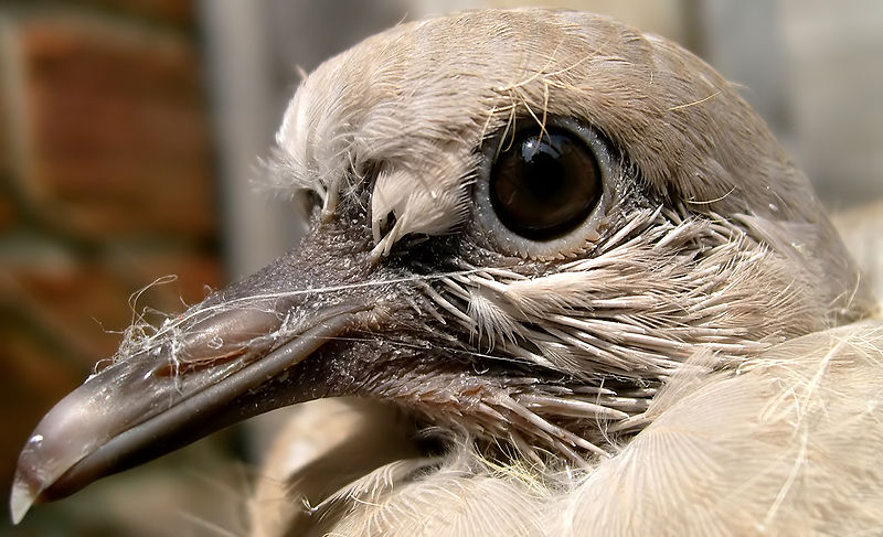 File:Collared dove, Hazlerigg, UK.JPG